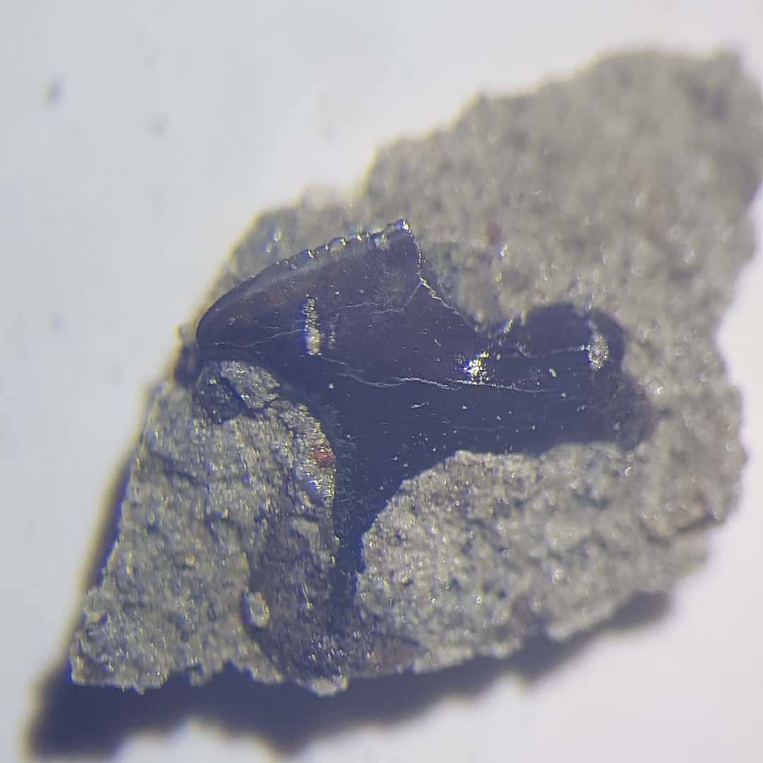 A very tiny squaliform looking shark tooth I found in a concretion full of whale bones. Perhaps these small sharks were feeding on the whale carcass  as it lay on the bottom of the ocean 🤔 

Magnification is at 16x.

           