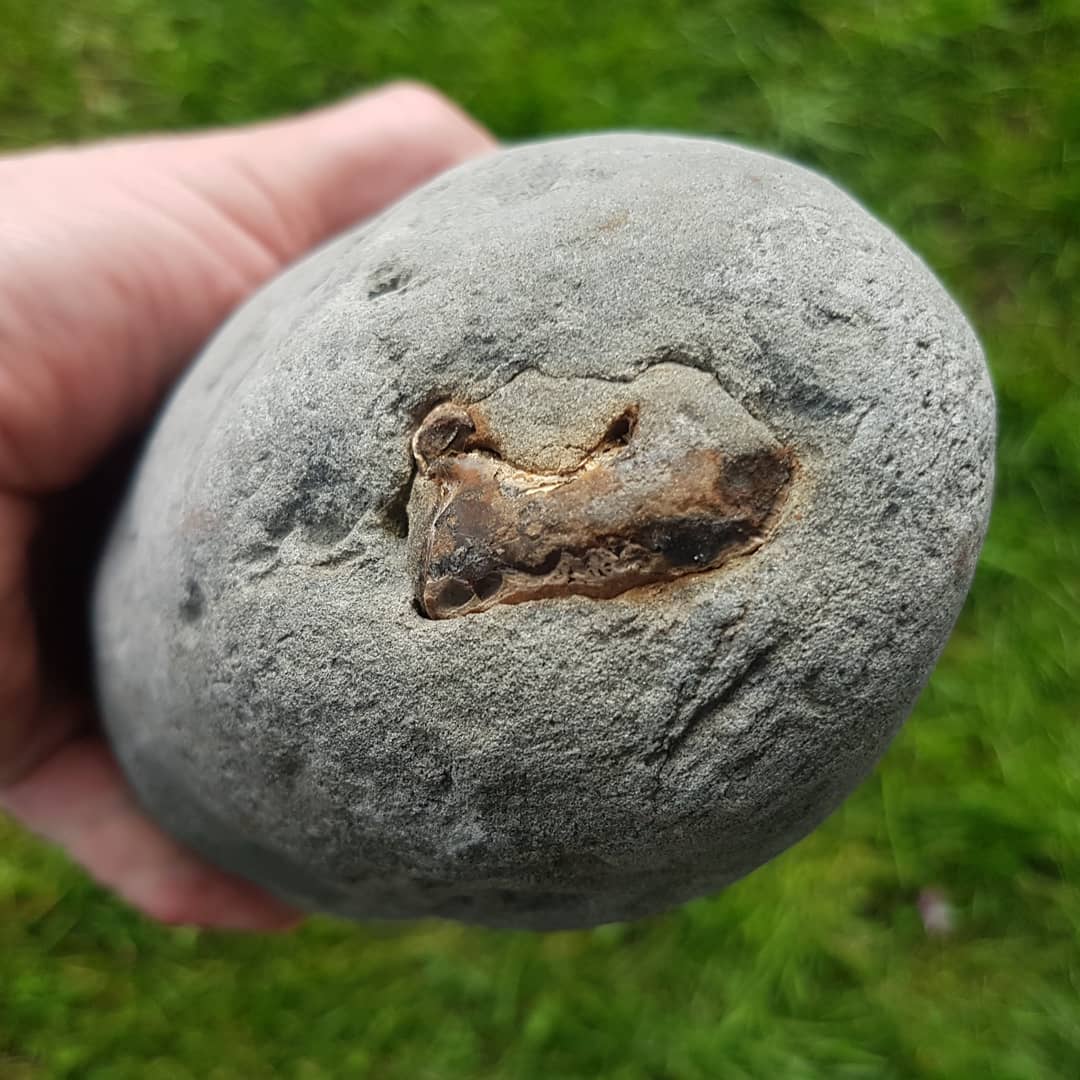 Awesome surprise inside the Miocene era concretion! I suspect it is a crayfish, some type of decapod at least 🤔 it popped open beautifully with a few taps of my hammer.

Edit: it is a large claw!
.
.
.
.
.
        