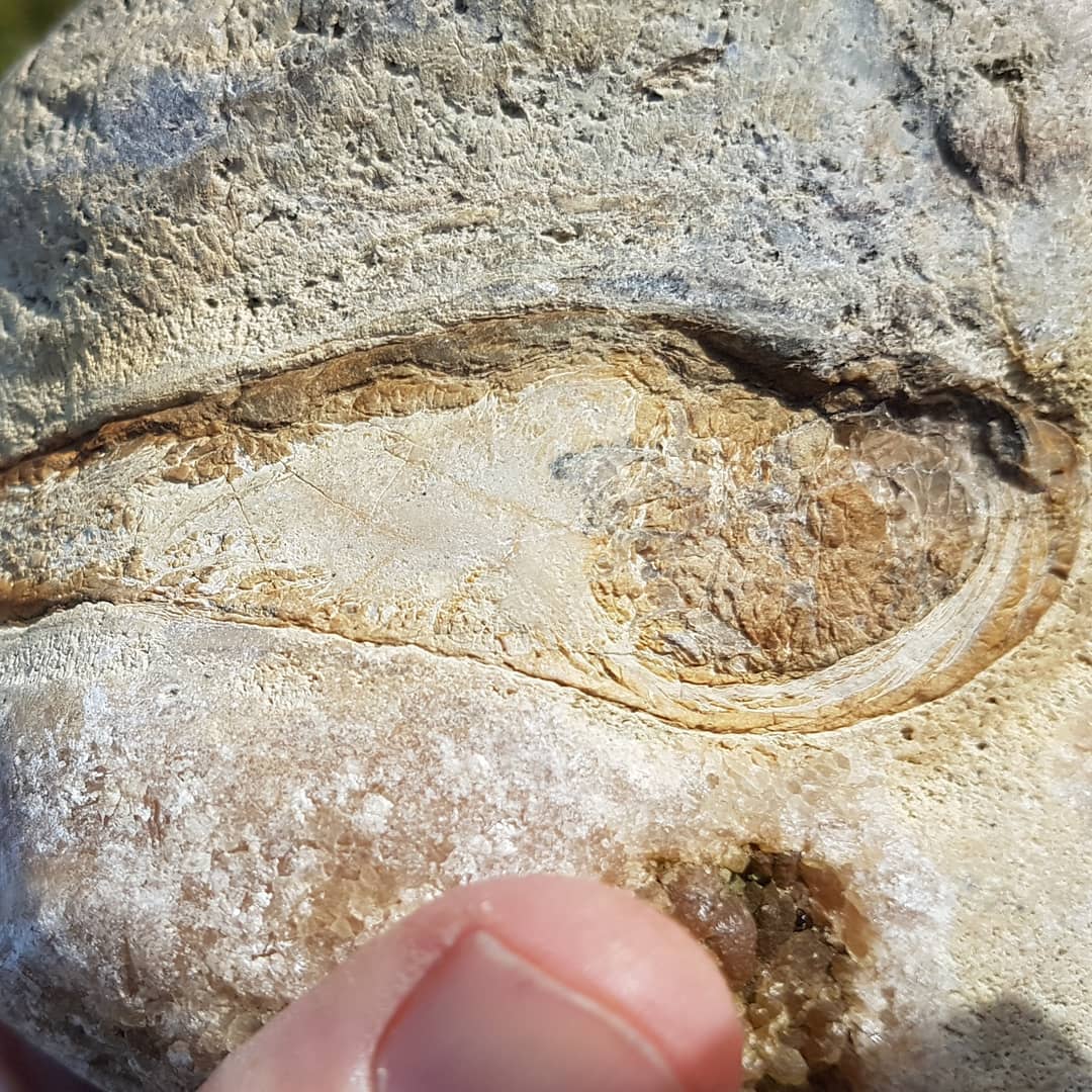 I'm hoping someone recognizes this fossil I found at a Cretaceous deposit. I've included some microscope photos at about 120x zoom.

It looks like a section of bone but I'm unsure.
.
.
.
.
.
     