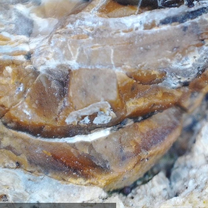 I'm hoping someone recognizes this fossil I found at a Cretaceous deposit. I've included some microscope photos at about 120x zoom.

It looks like a section of bone but I'm unsure.
.
.
.
.
.
     