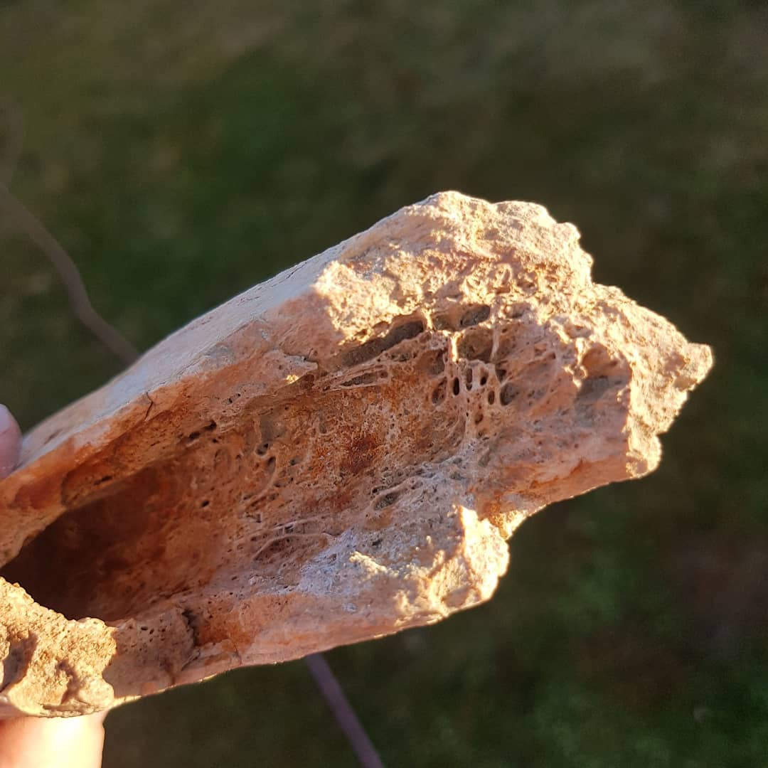 My biggest piece of Moa bone yet! Fossilized as well, just about 26cm long and weighs 0.5kg. That's pretty much 1ft long and weighs 1 lbs 😁 
Found it in my latest video which is up, link in my bio.

Thinking it could be a section of tibiatarsus.

Might soon have enough bits for a complete leg section 😁
I was in touch with a Moa expert and he might like to study it further so it might be heading to a new home soon. .
.
.
.
.
        