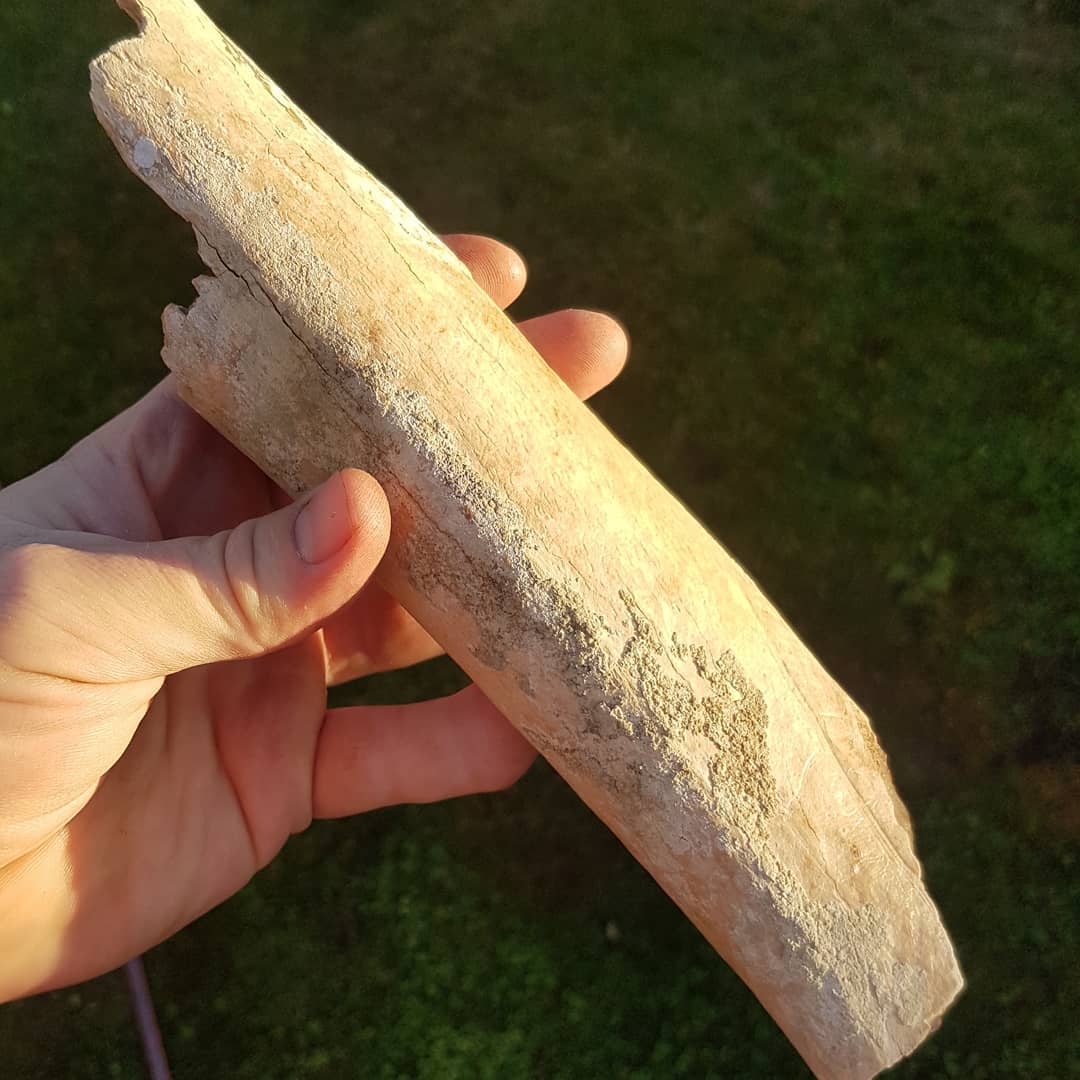 My biggest piece of Moa bone yet! Fossilized as well, just about 26cm long and weighs 0.5kg. That's pretty much 1ft long and weighs 1 lbs 😁 
Found it in my latest video which is up, link in my bio.

Thinking it could be a section of tibiatarsus.

Might soon have enough bits for a complete leg section 😁
I was in touch with a Moa expert and he might like to study it further so it might be heading to a new home soon. .
.
.
.
.
        