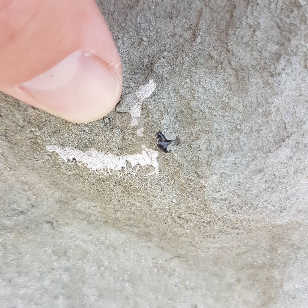 A very tiny squaliform looking shark tooth I found in a concretion full of whale bones. Perhaps these small sharks were feeding on the whale carcass  as it lay on the bottom of the ocean 🤔 

Magnification is at 16x.

           