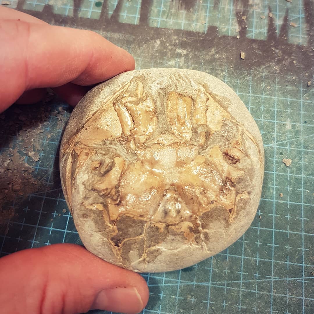 Swipe to see the result. Quick Tumidocarcinus crab prep of the ventral side. 2.5 hours work, can probably still spend the same amount of time again to do the detail.

         