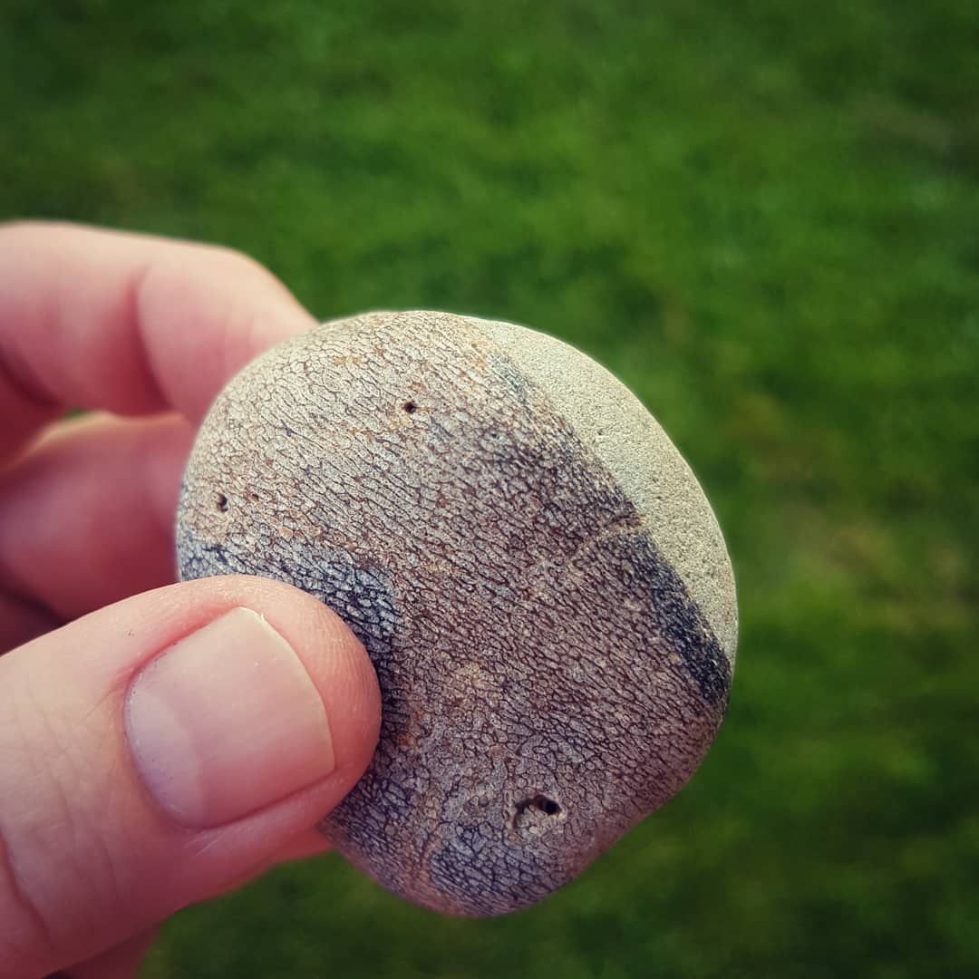 Here's a strange bit of Miocene beach deposit bone, it looks like it's forming a circle around that one point. Has anyone seen something like this before? Swipe for more pictures

       