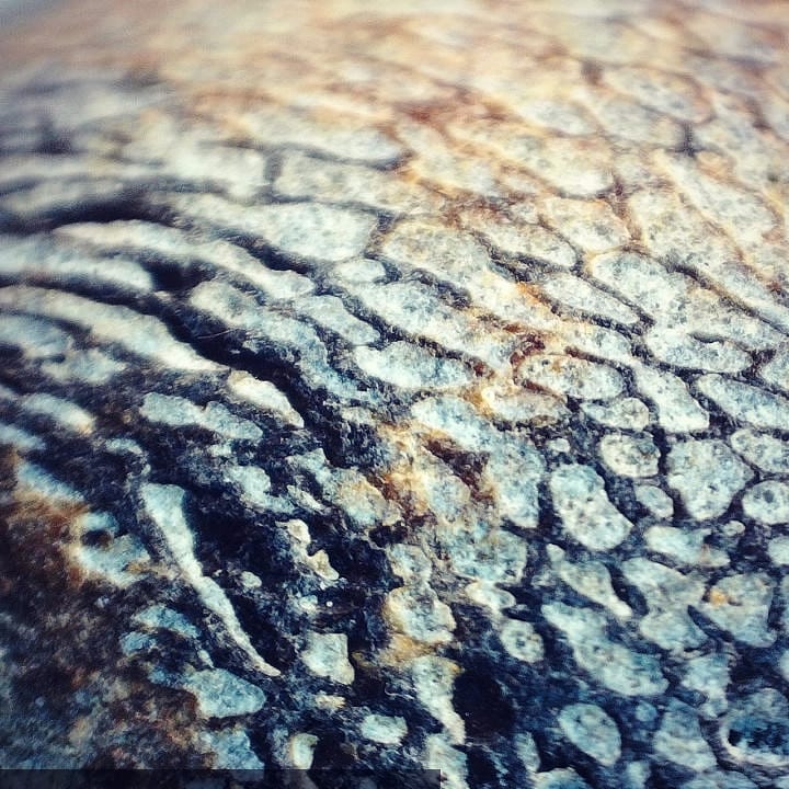 Here's a strange bit of Miocene beach deposit bone, it looks like it's forming a circle around that one point. Has anyone seen something like this before? Swipe for more pictures

       