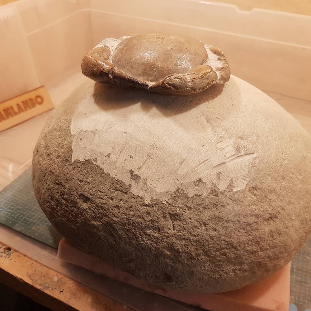 Okay, time to tackle the big boy crab 😁 my latest crab is sitting on top of my next project, a 25 kg (50lbs) fossil crab concretion. This is going to quite a prep job!

        