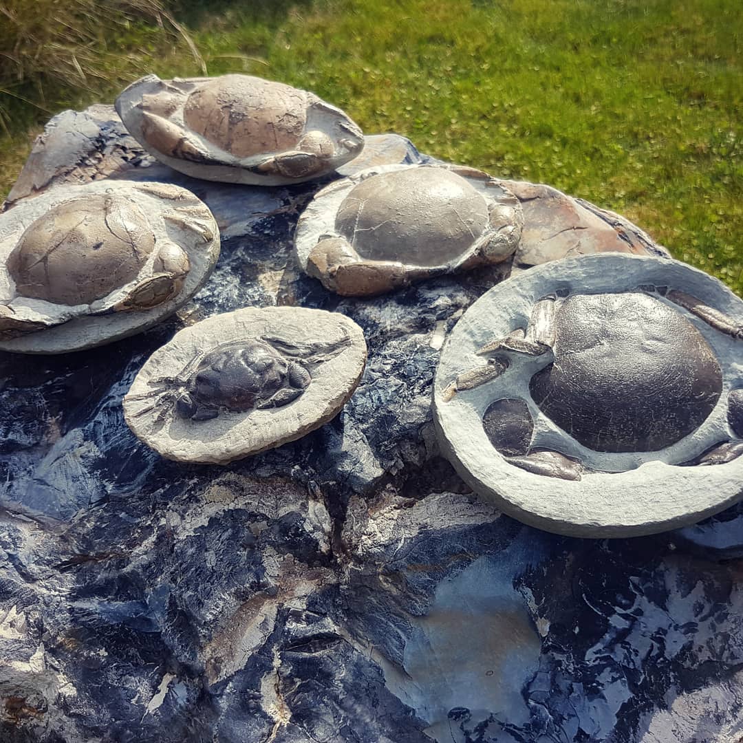 My fossil crab family is growing! 🦀🦀🦀 I'm hoping to add another two or three during lockdown. All are tumidocarcinus giganteus except the one pulalius vulgaris from Washington state.

Oh and they are posing on my Cretaceous era petrified wood log 😁

         