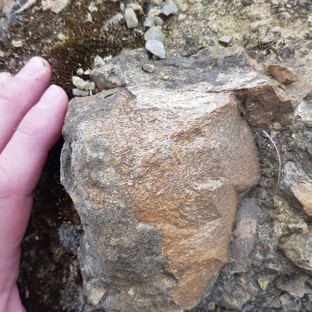 I've been prowling the neighborhood landscaping rocks for any sign of fossils and found a big chunk of whale bone in the one! No idea of the age or origin, but there could be other fossils to be found!

      