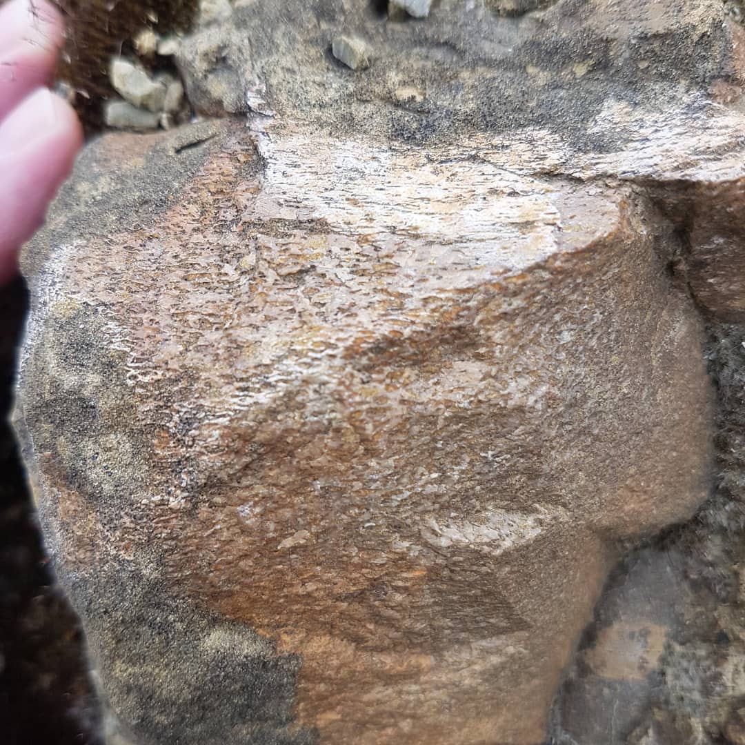 I've been prowling the neighborhood landscaping rocks for any sign of fossils and found a big chunk of whale bone in the one! No idea of the age or origin, but there could be other fossils to be found!

      