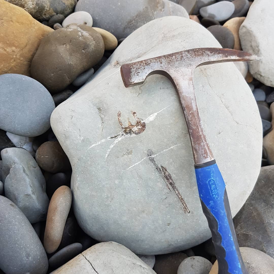 I thought I was into some bird or penguin bones but it had that fish look to it, that glassy appearance it always seems to have. It looks to be a hyoid arch from a tuna sized fish!

Thanks to Canterbury Museum for the identification.

             