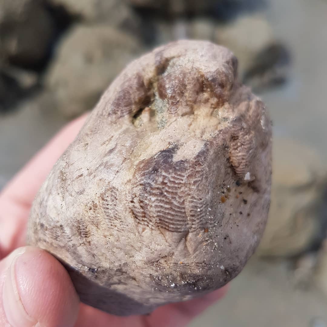 Really defined growth rings on this piece of petrified wood from Motunau. It was just chilling a rock pool with some kelp.

I don't often find pet wood there, mostly crabs and whale bones so this was a nice surprise 🦀🦀            