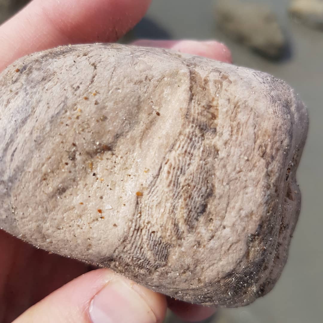 Really defined growth rings on this piece of petrified wood from Motunau. It was just chilling a rock pool with some kelp.

I don't often find pet wood there, mostly crabs and whale bones so this was a nice surprise 🦀🦀            