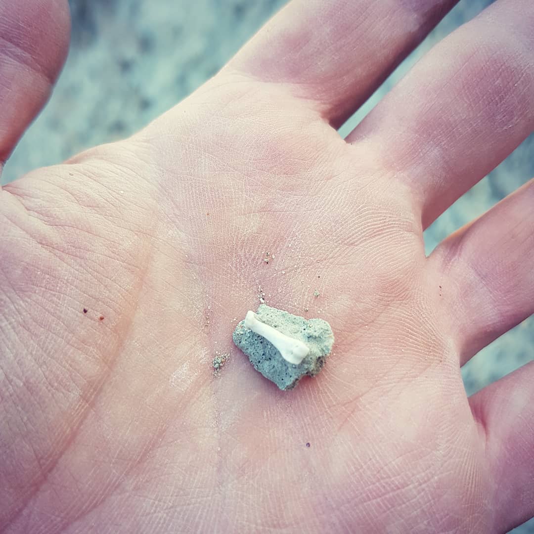 This is probably the tiniest bone I've found, probably modern but it counts cause I was out fossil hunting 😂 I'm thinking mouse, maybe there was a hawk nest nearby.

     