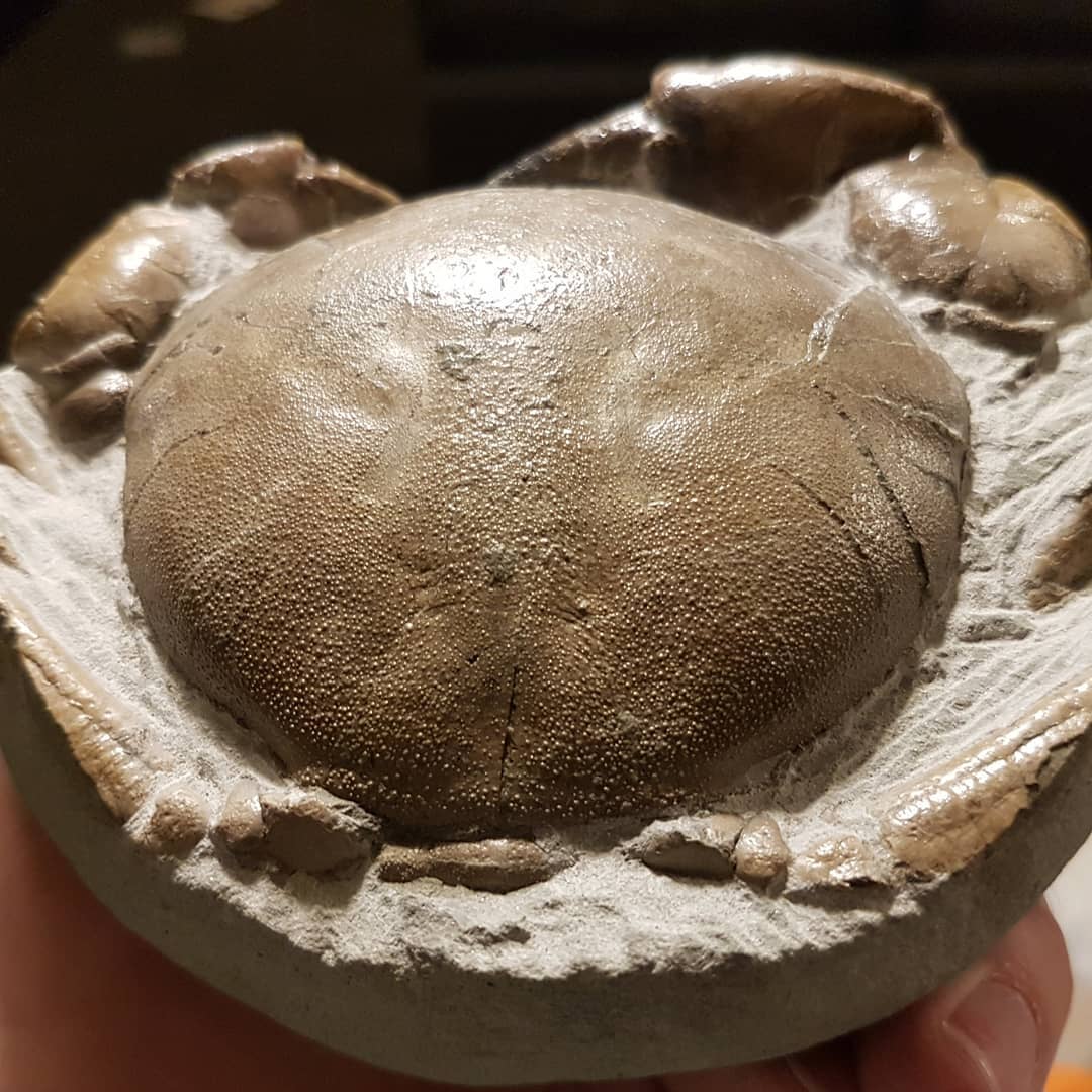 Amazing preservation on this Miocene era Tumidocarcinus Giganteus crab. It's been my weekend project and I'm about 2/3 of the way done.

Going to try and get as much prepping done as I can in the next 4 weeks.

          