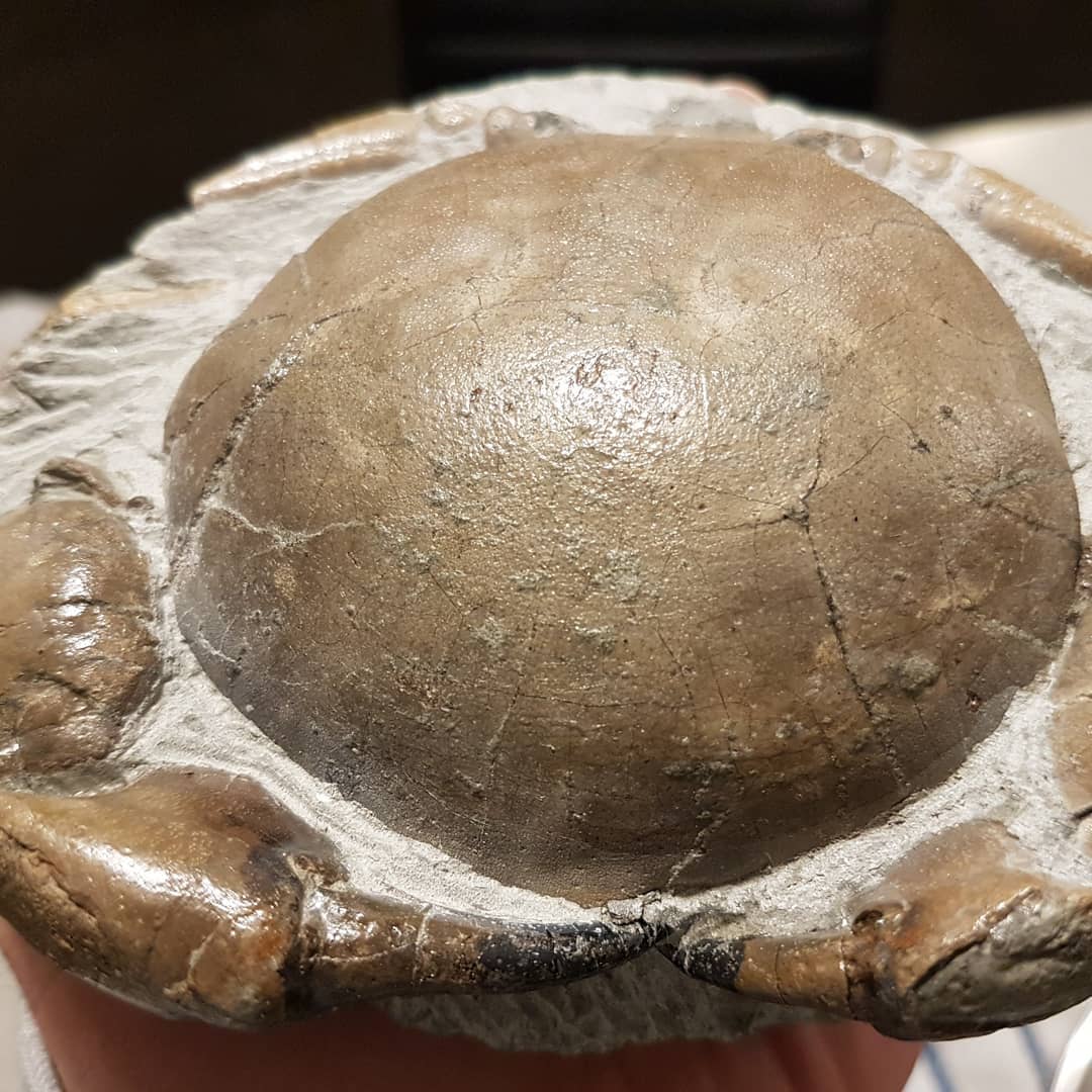 Amazing preservation on this Miocene era Tumidocarcinus Giganteus crab. It's been my weekend project and I'm about 2/3 of the way done.

Going to try and get as much prepping done as I can in the next 4 weeks.

          