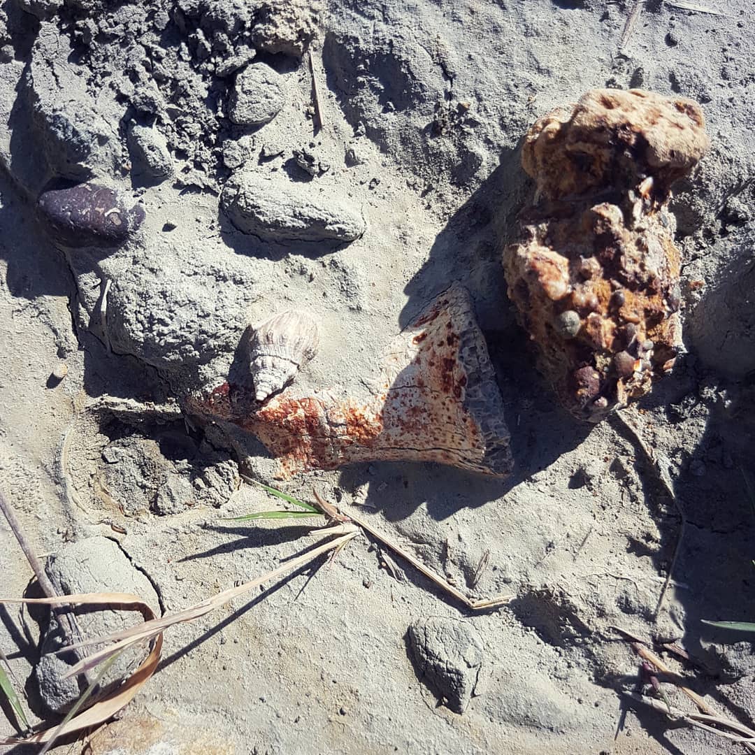 A sneaky moa toe bone hiding in some mud! I love finding moa bones, especially identifiable bits like this. 
Soon my FrankenMoa shall live! 💀🦖 Video of the full hunt is up, link in my bio.

       