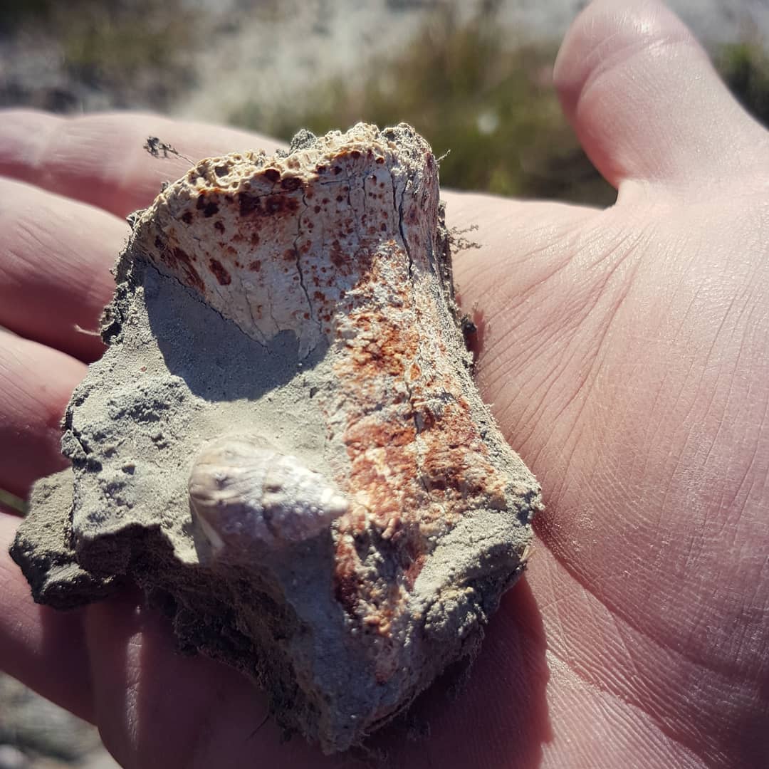 A sneaky moa toe bone hiding in some mud! I love finding moa bones, especially identifiable bits like this. 
Soon my FrankenMoa shall live! 💀🦖 Video of the full hunt is up, link in my bio.

       