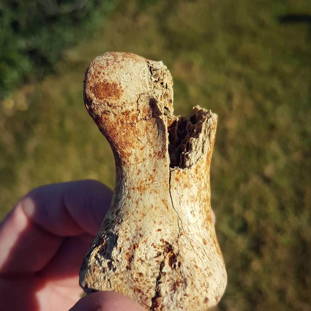 A sneaky moa toe bone hiding in some mud! I love finding moa bones, especially identifiable bits like this. 
Soon my FrankenMoa shall live! 💀🦖 Video of the full hunt is up, link in my bio.

       