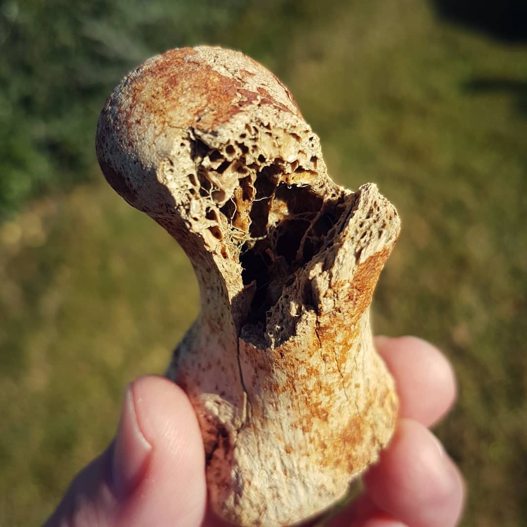 A sneaky moa toe bone hiding in some mud! I love finding moa bones, especially identifiable bits like this. 
Soon my FrankenMoa shall live! 💀🦖 Video of the full hunt is up, link in my bio.

       