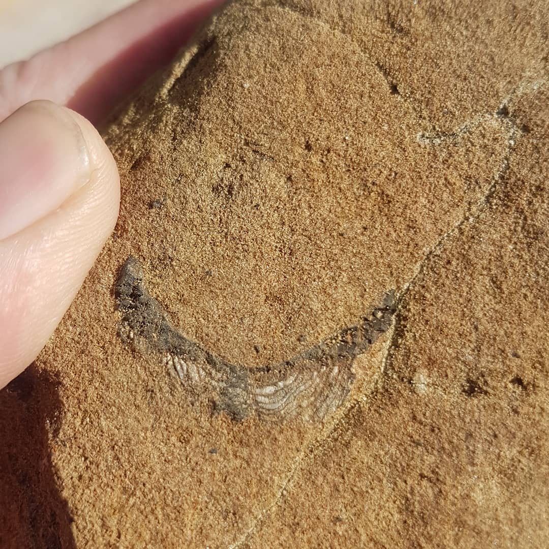 Another cretaceous find. Anyone want to hazard a guess at what it could be? Very round shape to it and looks to be bone.

        