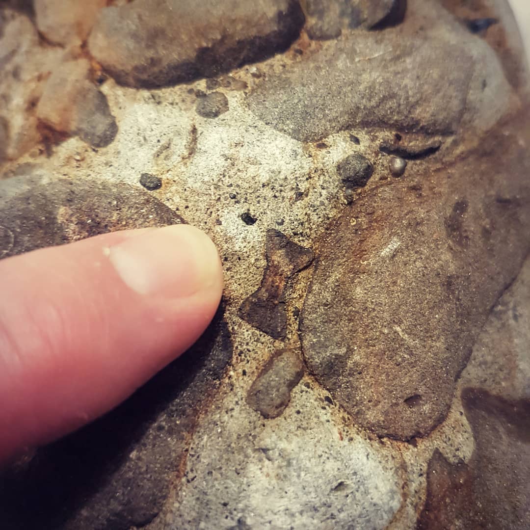 I found the tiniest cretaceous era paddle bone today 😍 guessing it's from a baby plesiosaur 🐲

       