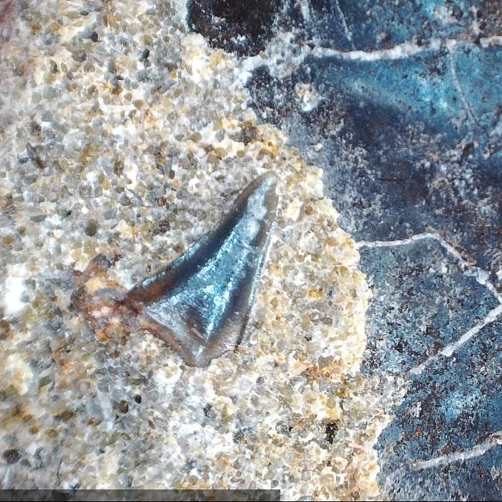 Some close ups of the finds from yesterday. That cretalamna looks amazing under the microscope 🦈

          