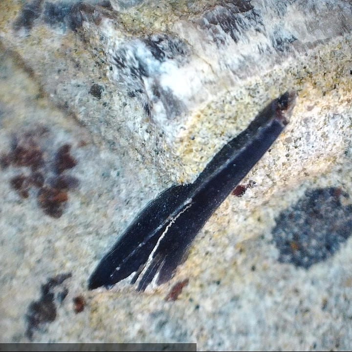 Some close ups of the finds from yesterday. That cretalamna looks amazing under the microscope 🦈

          