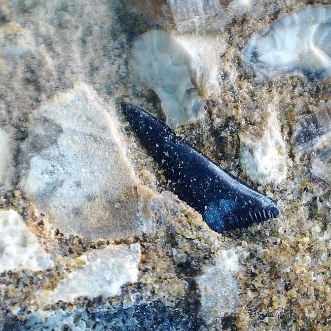 Some close ups of the finds from yesterday. That cretalamna looks amazing under the microscope 🦈

          