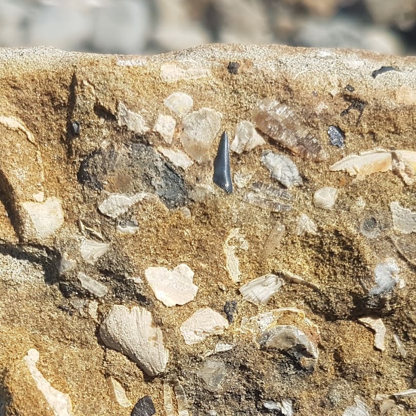 Another couple of shark teeth from today. Cretaceous era in New Zealand.

    