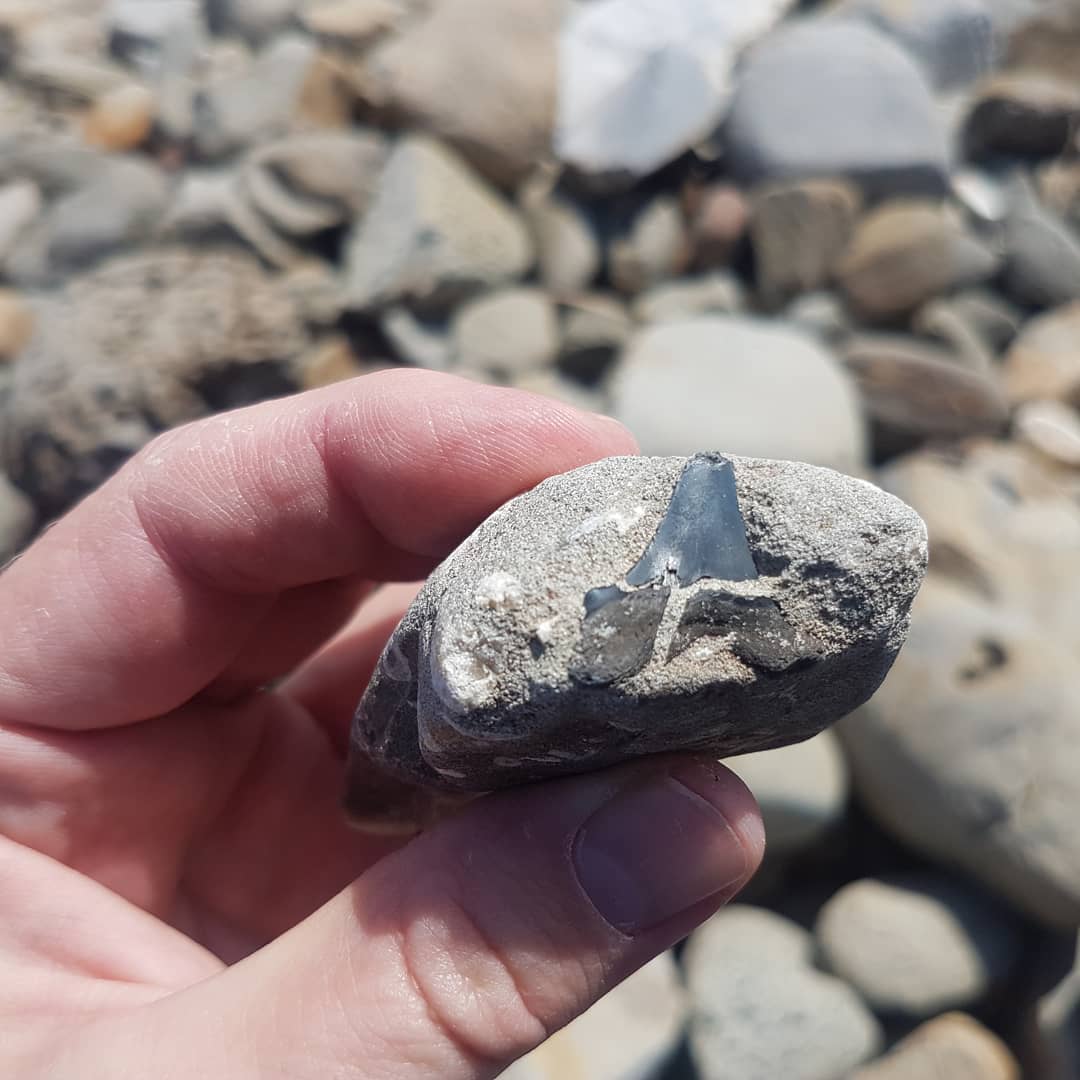 A nice big cretaceous era shark tooth I just found. I'm always happy finding shark teeth, I rarely do! 😁

Anyone have any thoughts on the species?

      