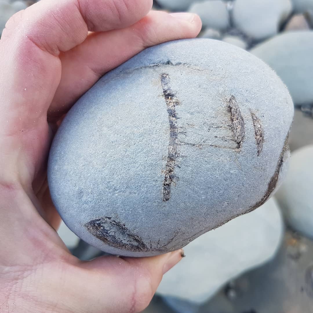 A cluster of very big shark vertebrae from today's hunt 🦈 these are the biggest non-basking shark verts I've seen from this site 😀

One day I'm going to find a tooth in one of these concretions!

        