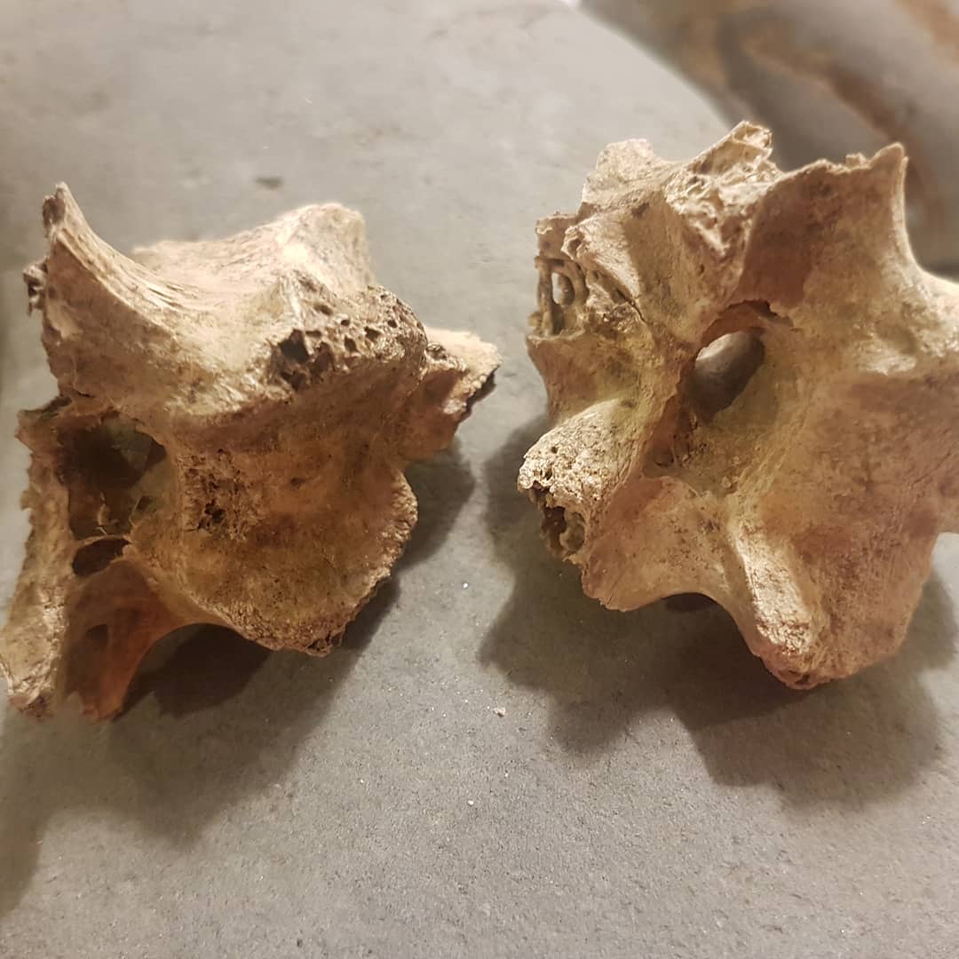 Some beautiful moa vertebrae I found recently in a rock slide. Wonder if the rest of the moa is under there somewhere? 😁

Check out my latest video to see me find it in real time. Link in my bio.

        