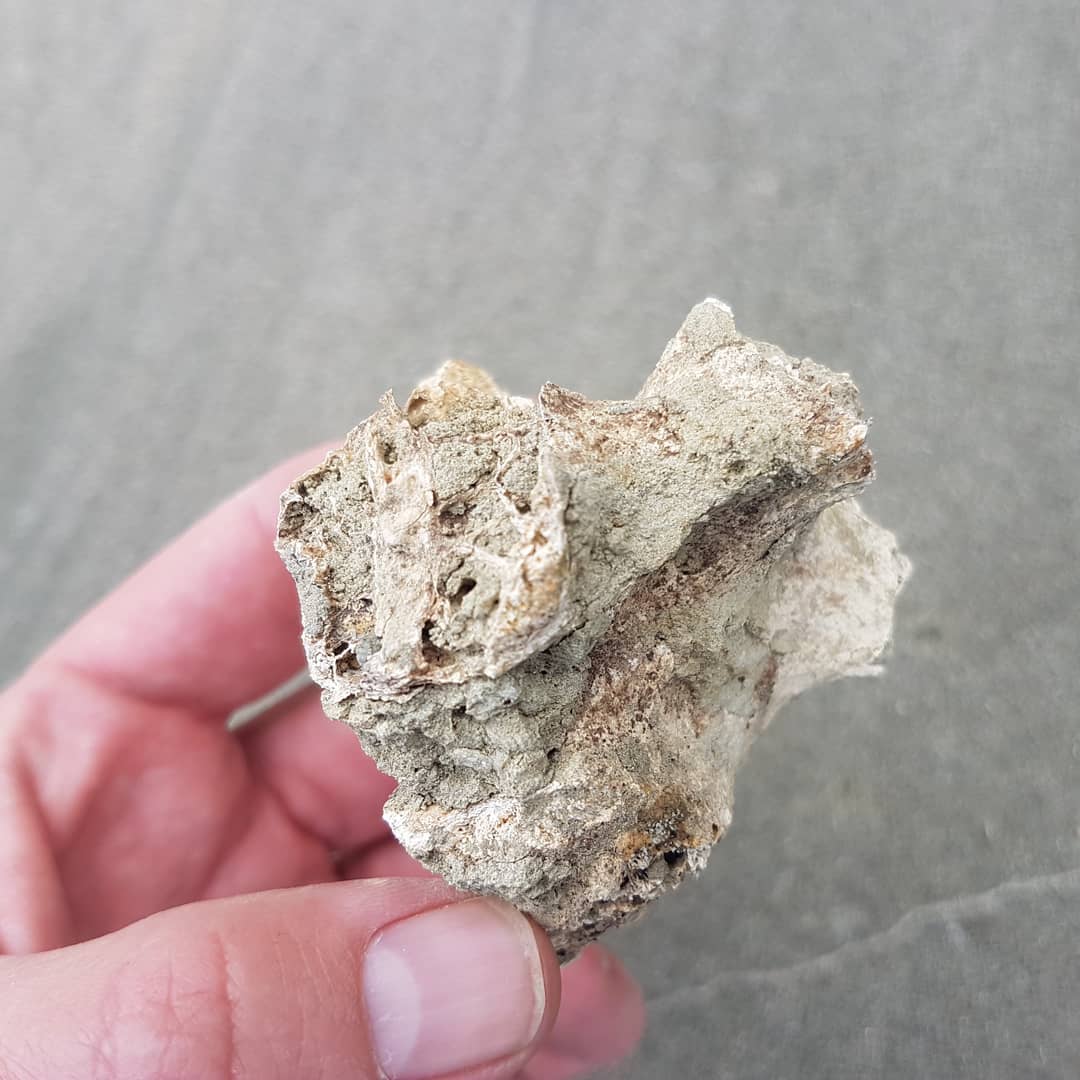 Some beautiful moa vertebrae I found recently in a rock slide. Wonder if the rest of the moa is under there somewhere? 😁

Check out my latest video to see me find it in real time. Link in my bio.

        