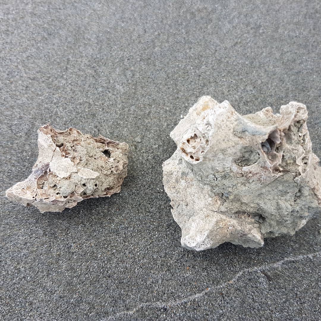 Some beautiful moa vertebrae I found recently in a rock slide. Wonder if the rest of the moa is under there somewhere? 😁

Check out my latest video to see me find it in real time. Link in my bio.

        