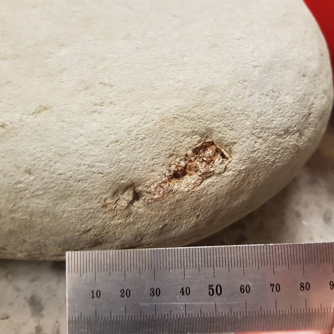 Just got back from a sneaky midweek hunt where I found this 500mm concretion with quite strange bones sticking out.

Anyone have any idea what it could be? Miocene deposit in North Canterbury.

      