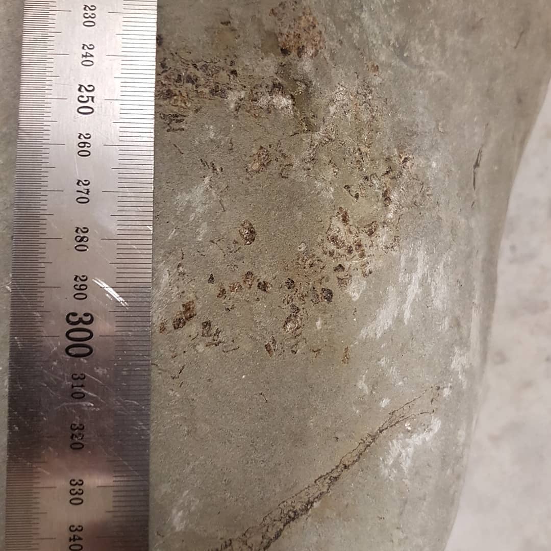 Just got back from a sneaky midweek hunt where I found this 500mm concretion with quite strange bones sticking out.

Anyone have any idea what it could be? Miocene deposit in North Canterbury.

      