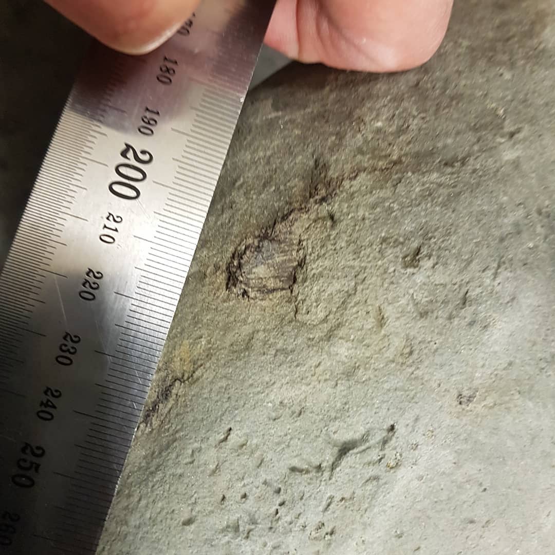 Just got back from a sneaky midweek hunt where I found this 500mm concretion with quite strange bones sticking out.

Anyone have any idea what it could be? Miocene deposit in North Canterbury.

      