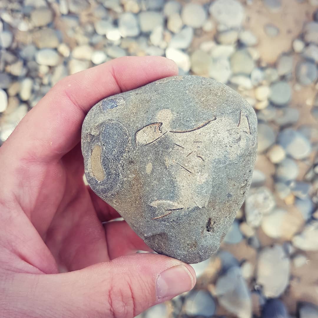 Today's fossil haul had a bit of everything. Crabs, whale bone, a seal jawbone and some unknowns that need investigating 😁

       