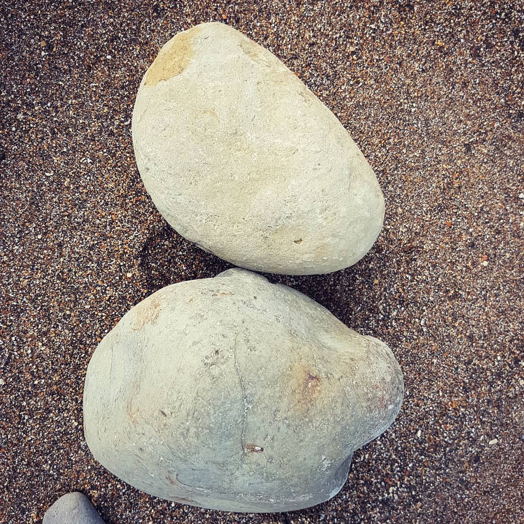 Today's fossil haul had a bit of everything. Crabs, whale bone, a seal jawbone and some unknowns that need investigating 😁

       