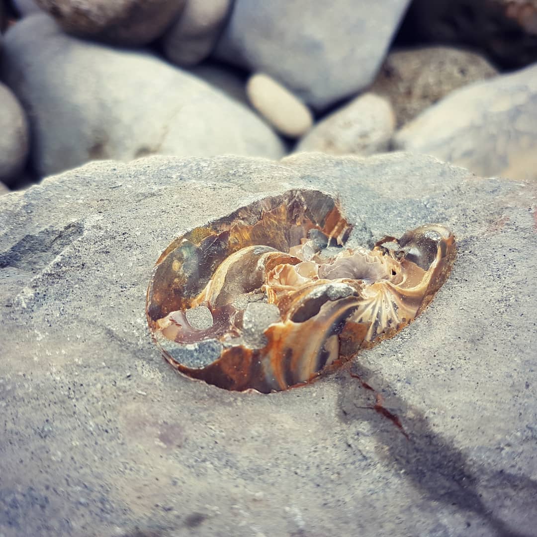 Some close ups of the (aturia?) nautiloid I found. Looks to be filled with some crystals and also has some pyritized sections.

Found in a coastal Miocene deposit in New Zealand.

          