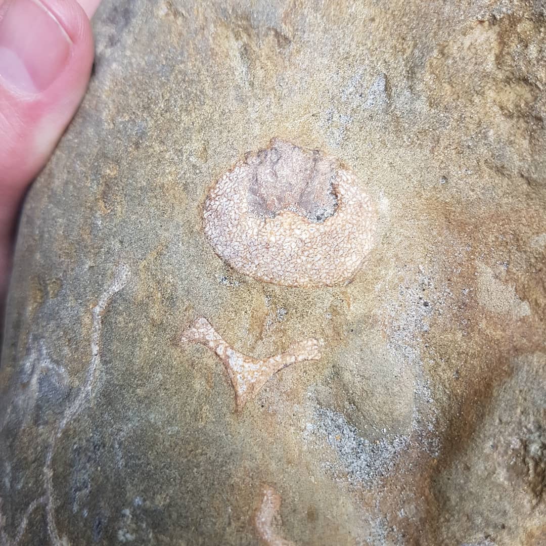 I need some help with this fossil ID! 😁 I found it today at a marine Miocene era deposit here in New Zealand. Anyone want to venture a guess?

        