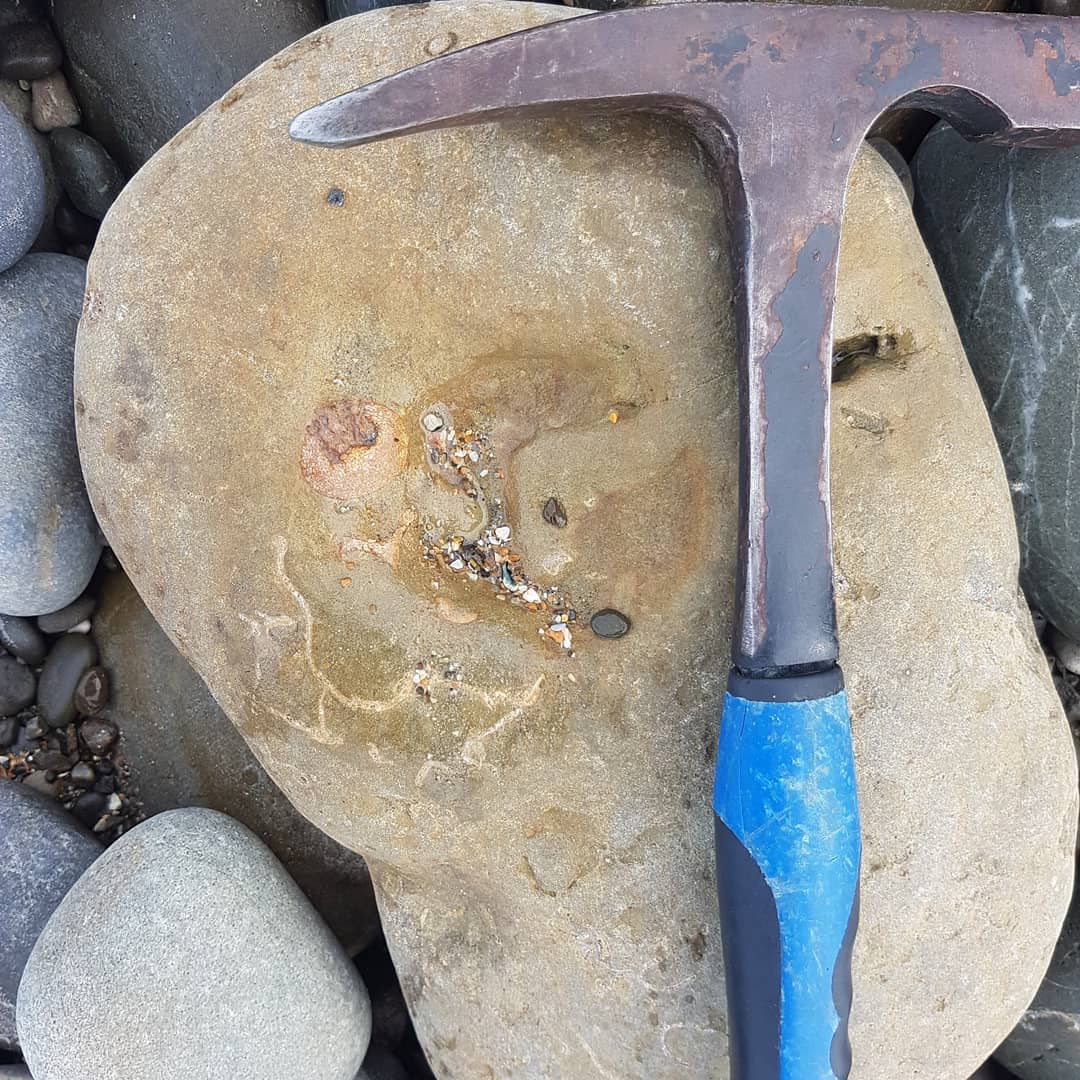 I need some help with this fossil ID! 😁 I found it today at a marine Miocene era deposit here in New Zealand. Anyone want to venture a guess?

        