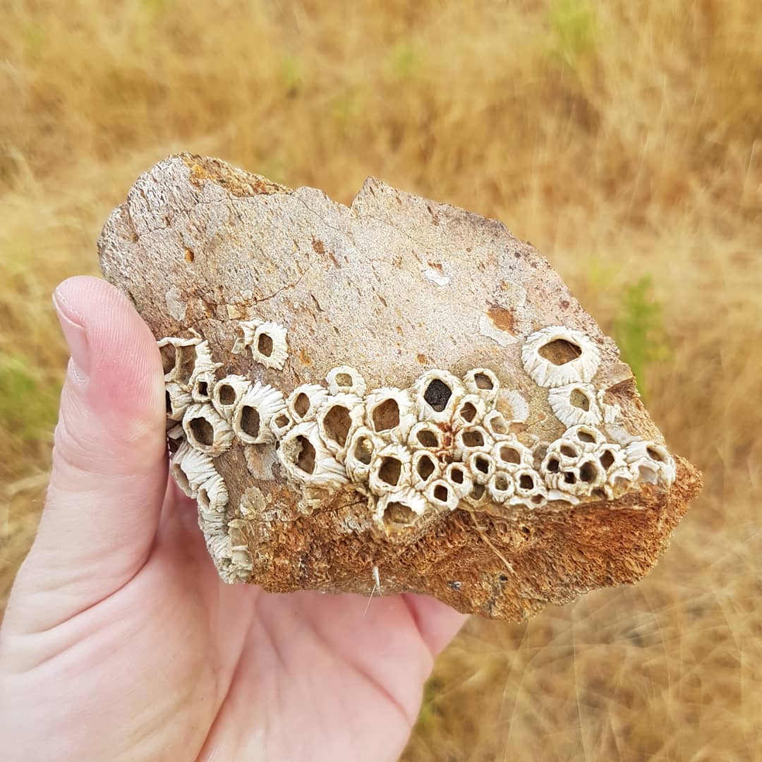 Fossil whale bone with barnacles, 10km from the coast as well! Wonder what the story behind this is! It was also just lying on top of the grass 🤔

        