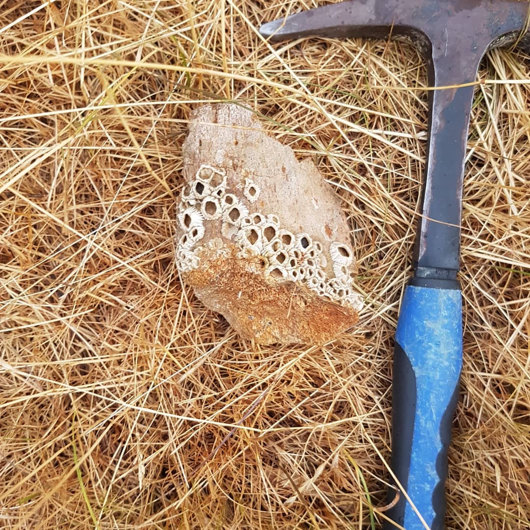 Fossil whale bone with barnacles, 10km from the coast as well! Wonder what the story behind this is! It was also just lying on top of the grass 🤔

        