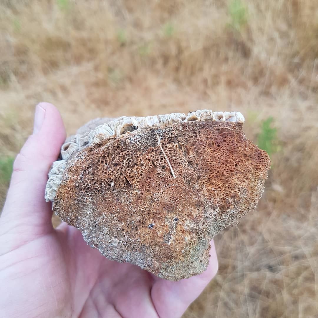 Fossil whale bone with barnacles, 10km from the coast as well! Wonder what the story behind this is! It was also just lying on top of the grass 🤔

        