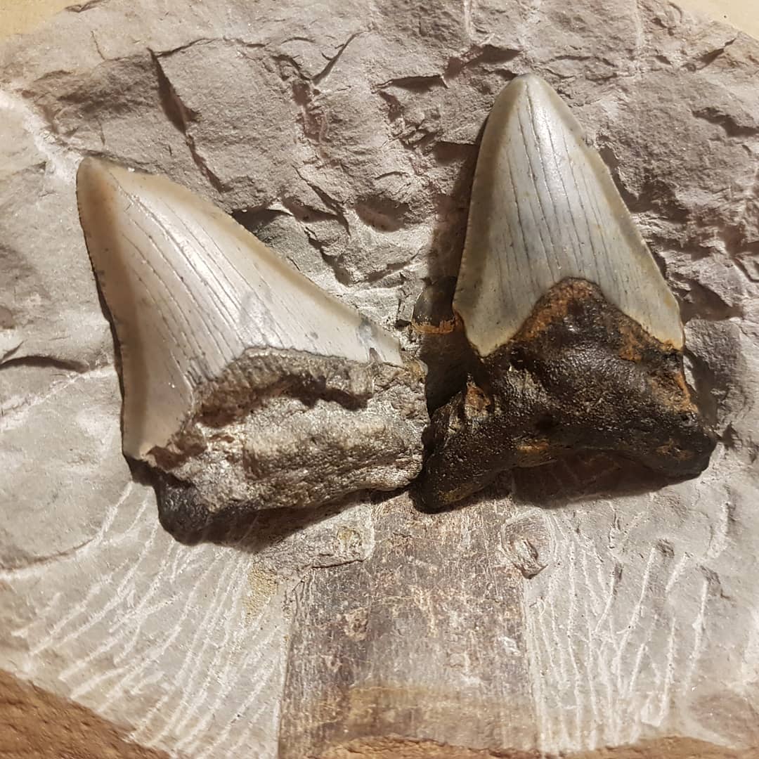 GIVEAWAY! Head over to my YouTube channel and leave a comment on the latest video (the giveaway one) to win one of these Megalodon teeth and some other prizes 😁

Thanks to everyone for helping me hit 2000 subs on YouTube 😍

        