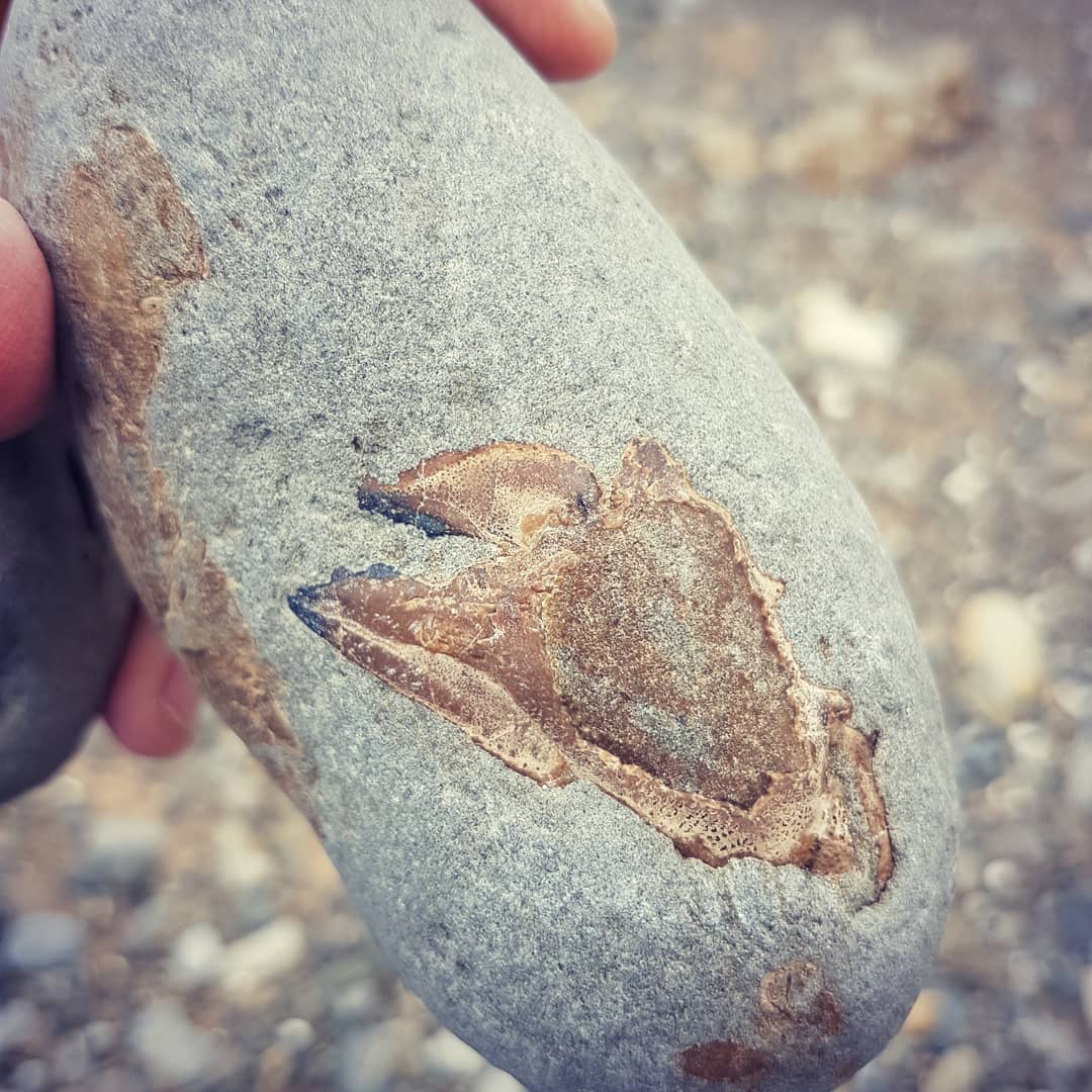 Found this crab claw sticking out of a beach rounded concretion. Flipped it over and voila! Beautiful crab! 😍🦀🦀       