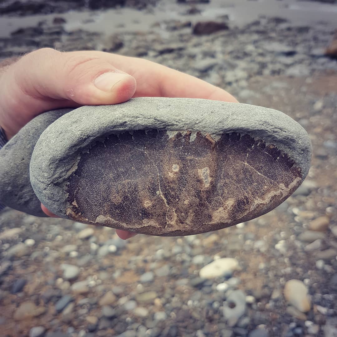 Found this crab claw sticking out of a beach rounded concretion. Flipped it over and voila! Beautiful crab! 😍🦀🦀       