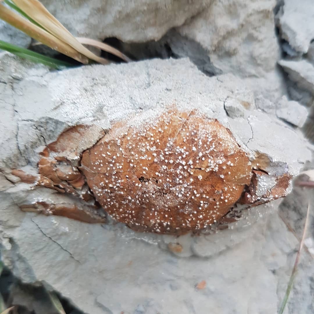 I came across this little fossil crab on walking back to my car in the dusk, in amongst the grass. Not even in a concretion!

Not sure it is a small Tumidocarcinus or some other species. It's very fragile!

        